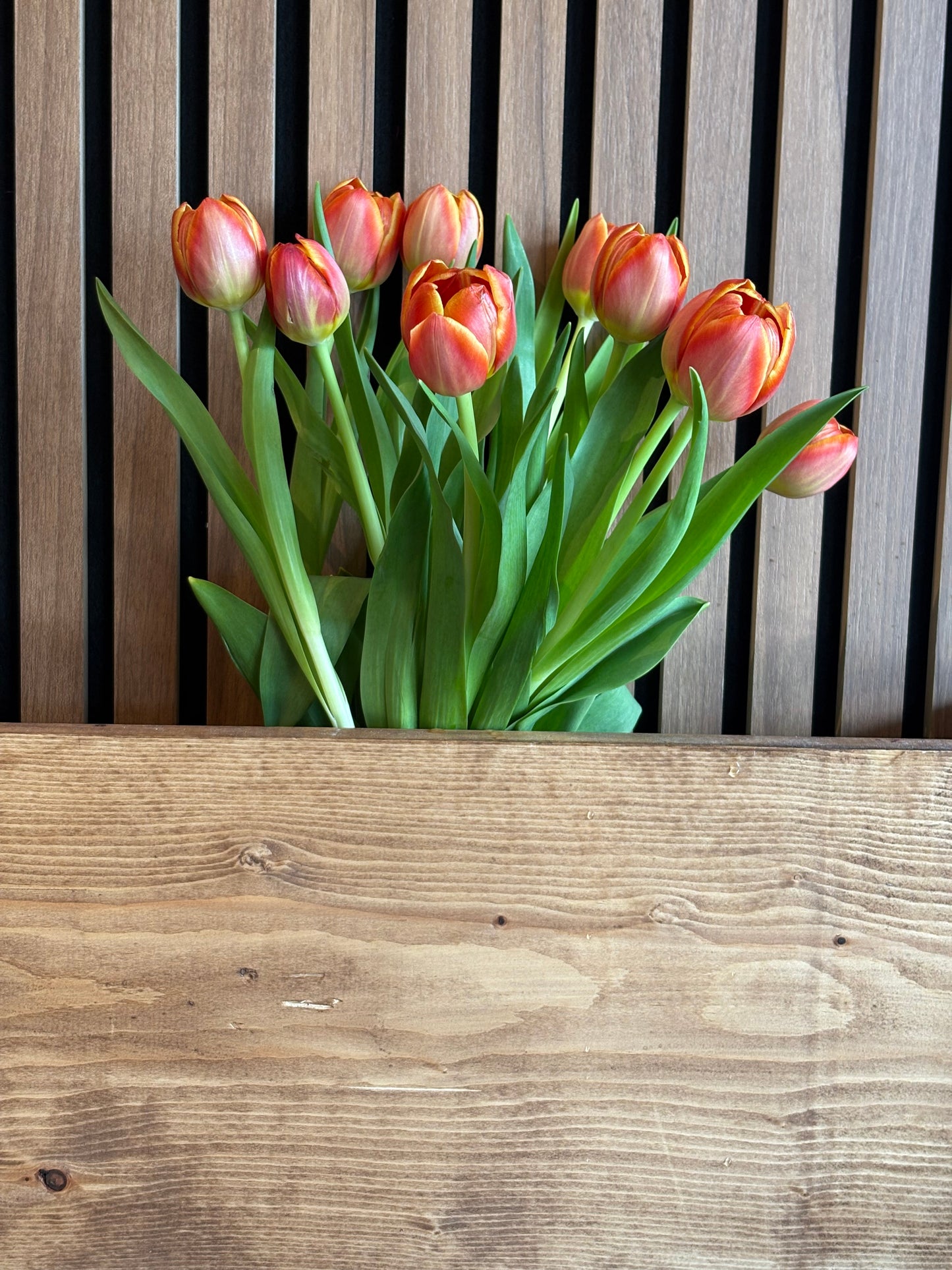 Hot pink tulips