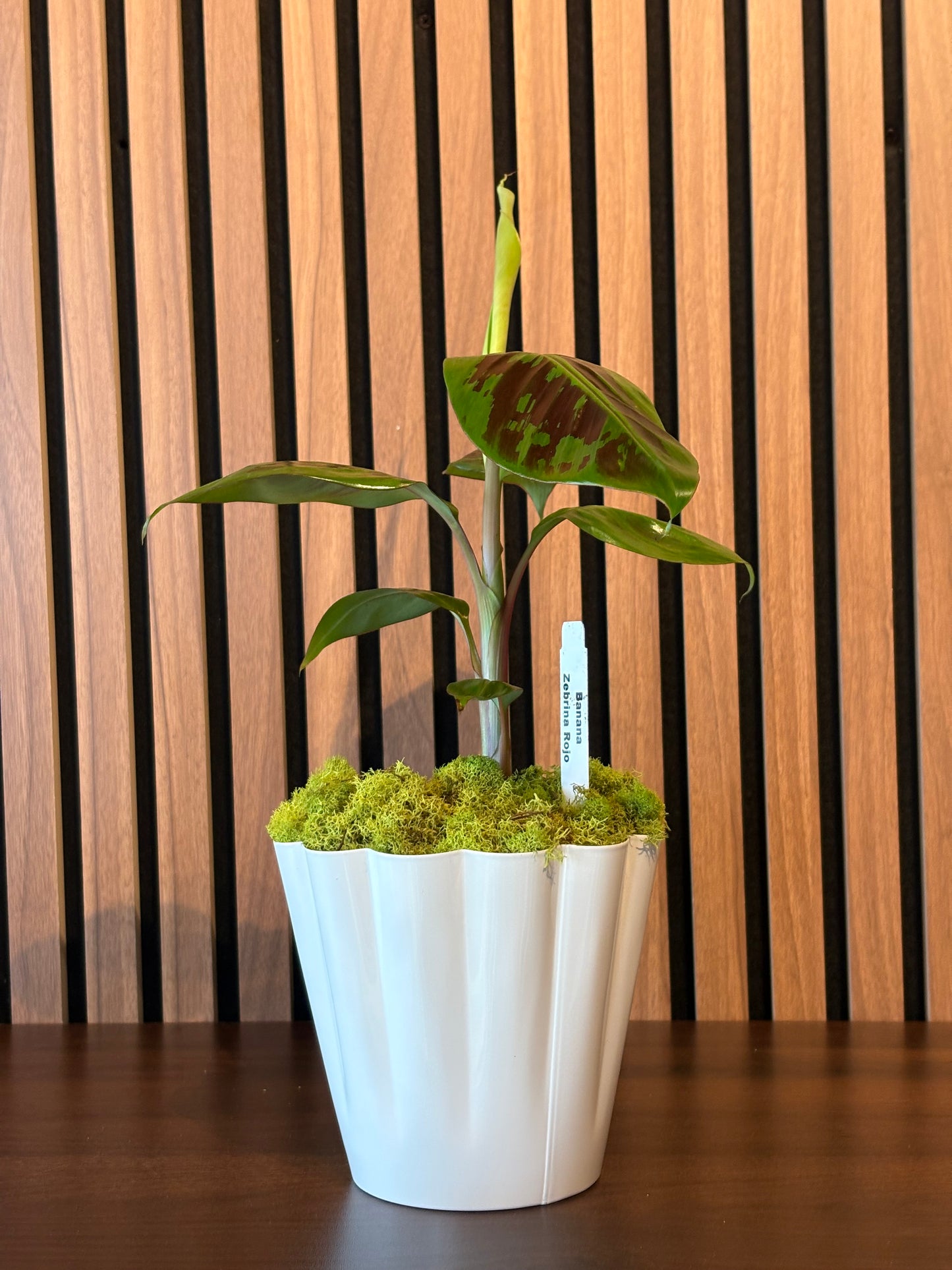 Banana Zabrina green plant