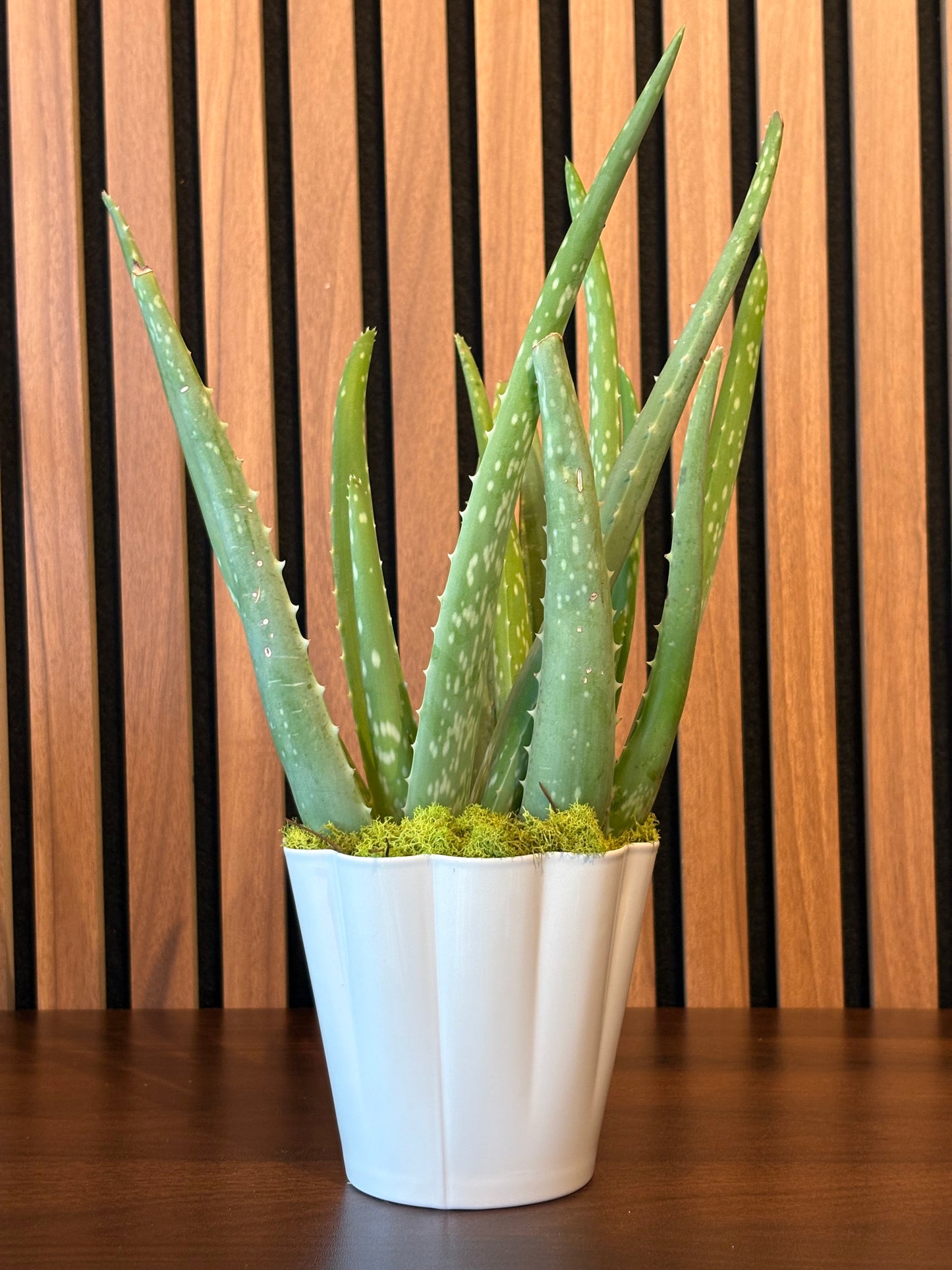 Aloe vera plant