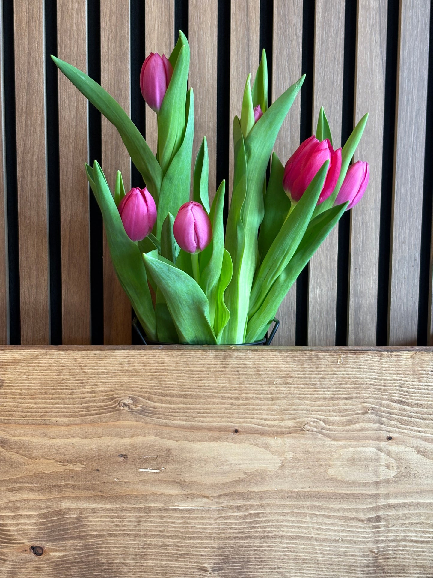 Hot pink tulips