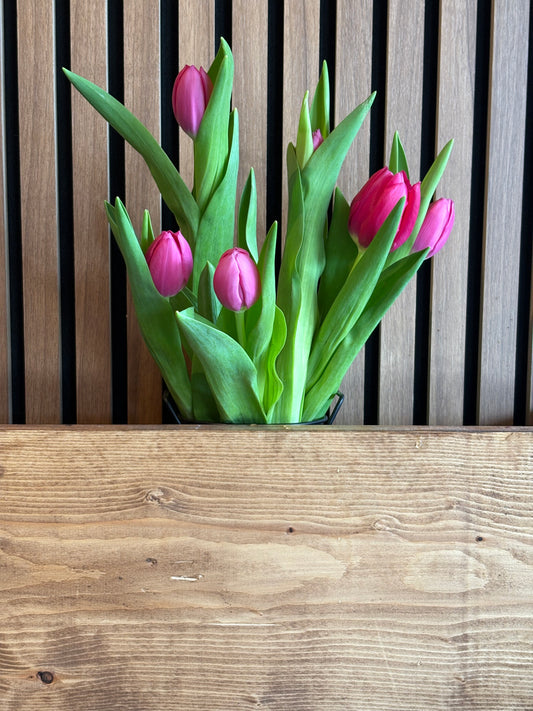 Hot pink tulips