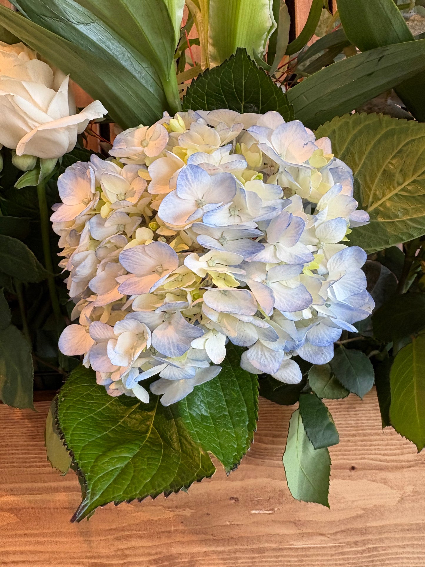 Hydrangea, white, and light blue